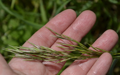Bromus inermis