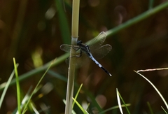 Orthetrum albistylum