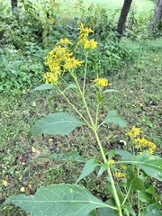 Verbesina occidentalis