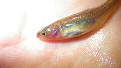 Hypseleotris acropinna