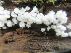 Ceratiomyxa