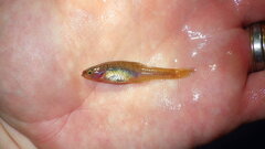 Hypseleotris acropinna