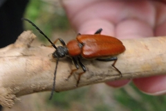 Stictoleptura rubra
