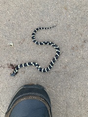 Lampropeltis californiae
