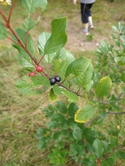 Frangula alnus