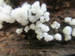 Ceratiomyxa