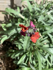 Erysimum