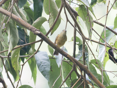 Mionectes oleagineus