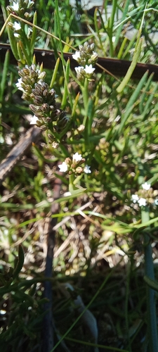 Image of Thesium frisea by (c) Adele SL, some rights reserved (CC BY)