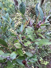 Lyonia ligustrina