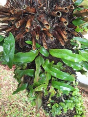 Pyrrosia lingua