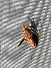 Phytocoris varipes