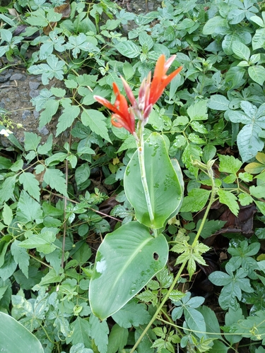 Canna indica image