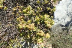 Hermannia salviifolia