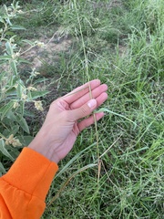 Eragrostis