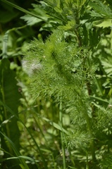 Tripleurospermum inodorum