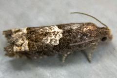Eucosma parmatana