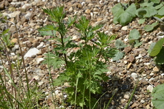 Artemisia vulgaris
