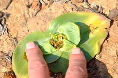 Colchicum scabromarginatum