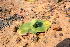 Colchicum scabromarginatum