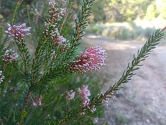Erica multiflora