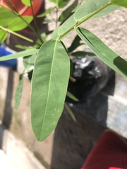 Senna siamea