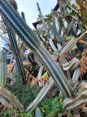 Cereus jamacaru