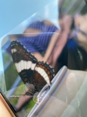 Limenitis arthemis arthemis