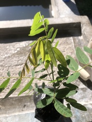 Senna siamea