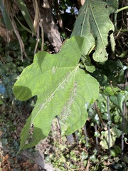 Choreutis nemorana