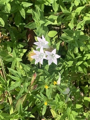 Richardia grandiflora