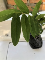 Senna siamea
