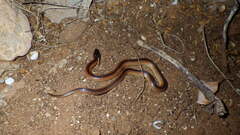 Suta nigriceps