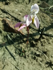 Disa bifida
