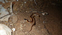 Suta nigriceps