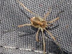 Paroligolophus agrestis
