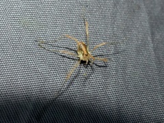 Paroligolophus agrestis
