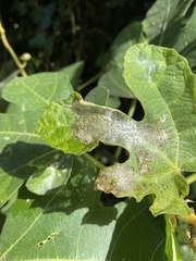 Choreutis nemorana