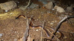 Suta nigriceps