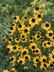 Rudbeckia triloba