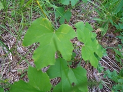 Vitis aestivalis