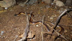Suta nigriceps