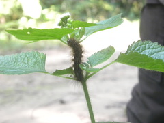 Creatonotos transiens