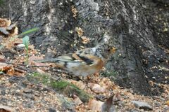 Fringilla montifringilla