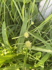 Cyperus