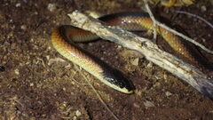 Suta nigriceps