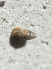 Cochlicopa lubrica
