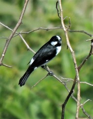 Sporophila lineola