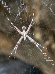 Argiope radon