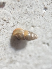Cochlicopa lubrica